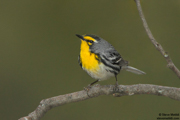 SONGBIRDS